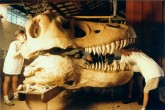 Detalhes finais do crânio do T-Rex: inauguração do Elo Perdido 
